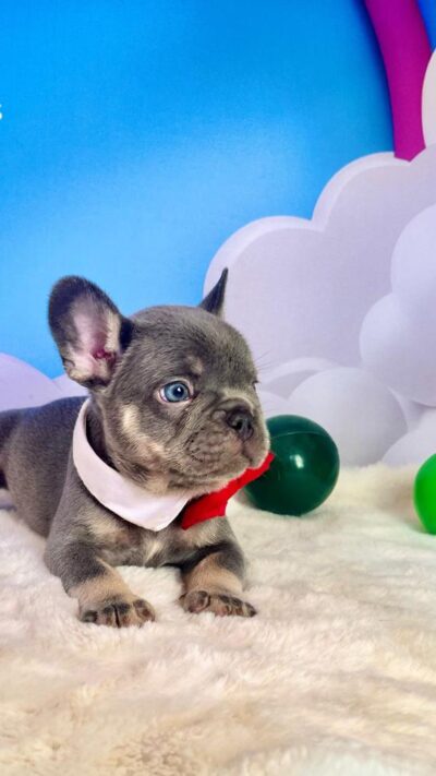 🚨 Nossos filhotes recebem todo o cuidado necessário para chegarem até você com saúde e qualidade! Cada filhote Alô Patinhas conta com: ✅ Vacinação e vermifugação em dia ✅ Exames de saúde completos (cardíaco, respiratório e parasitológico) ✅ Pedigree para garantir a pureza da linhagem ✅ Microchip para identificação segura ✅ Início do treinamento no jornalzinho, facilitando a adaptação ✅ Contrato de compra e venda com todas as garantias de saúde ✅ Atestado de saúde assinado pelo veterinário ✅ Hemograma para assegurar bem-estar e vitalidade ✅ Exclusivo Enxoval VIP Alô Patinhas, com itens especiais para o seu novo filhote