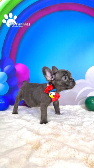 🚨 Nossos filhotes recebem todo o cuidado necessário para chegarem até você com saúde e qualidade! Cada filhote Alô Patinhas conta com: ✅ Vacinação e vermifugação em dia ✅ Exames de saúde completos (cardíaco, respiratório e parasitológico) ✅ Pedigree para garantir a pureza da linhagem ✅ Microchip para identificação segura ✅ Início do treinamento no jornalzinho, facilitando a adaptação ✅ Contrato de compra e venda com todas as garantias de saúde ✅ Atestado de saúde assinado pelo veterinário ✅ Hemograma para assegurar bem-estar e vitalidade ✅ Exclusivo Enxoval VIP Alô Patinhas, com itens especiais para o seu novo filhote