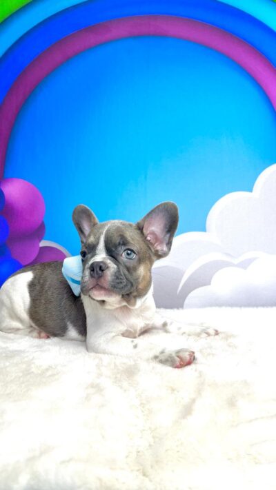 Adquirindo o filhote com a gente canil Âlô Patinhas 🐶🐾 Seu filhote vai para seu novo lar totalmente saudável e com todas as garantias de saúde!!! Vai junto com o filhote bastante brindes para vocês❤️ ✅Vacinado cm vacina importada ✅vermifugado ✅pedigree ✅microchip ✅hemograma e atestado de saúde ✅Contrato de compra e venda Conteúdo dos brindes: 1 Cama Pet 1 Sanitário 2 Comedouros 1 Casinha de transporte 1 coleira 1 bolinha 1 pipi pode 1 pipi não pode Brindes da premier: Livrinho de instruções ração da premier