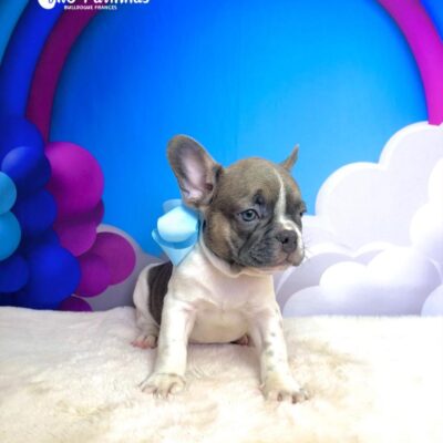Adquirindo o filhote com a gente canil Âlô Patinhas 🐶🐾 Seu filhote vai para seu novo lar totalmente saudável e com todas as garantias de saúde!!! Vai junto com o filhote bastante brindes para vocês❤️ ✅Vacinado cm vacina importada ✅vermifugado ✅pedigree ✅microchip ✅hemograma e atestado de saúde ✅Contrato de compra e venda Conteúdo dos brindes: 1 Cama Pet 1 Sanitário 2 Comedouros 1 Casinha de transporte 1 coleira 1 bolinha 1 pipi pode 1 pipi não pode Brindes da premier: Livrinho de instruções ração da premier