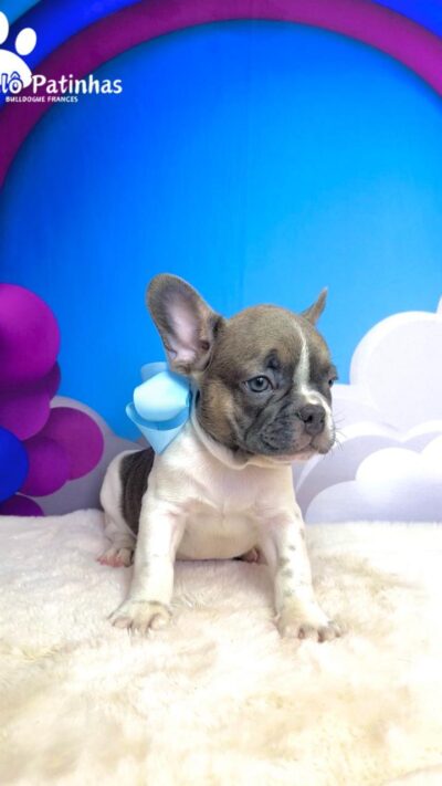 Adquirindo o filhote com a gente canil Âlô Patinhas 🐶🐾 Seu filhote vai para seu novo lar totalmente saudável e com todas as garantias de saúde!!! Vai junto com o filhote bastante brindes para vocês❤️ ✅Vacinado cm vacina importada ✅vermifugado ✅pedigree ✅microchip ✅hemograma e atestado de saúde ✅Contrato de compra e venda Conteúdo dos brindes: 1 Cama Pet 1 Sanitário 2 Comedouros 1 Casinha de transporte 1 coleira 1 bolinha 1 pipi pode 1 pipi não pode Brindes da premier: Livrinho de instruções ração da premier