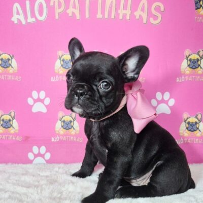 💓 Buldogue Francês na pelagem preta: beleza, saúde e excelência! 🐾 Apresentamos nossos filhotes com todo cuidado e responsabilidade que a raça merece: ✔️ Pedigree garantido ✔️ Atestado de saúde emitido por veterinário ✔️ Contrato de aquisição com segurança jurídica ✔️ Enxoval VIP exclusivo Alô Patinhas ✔️ Atendimento com amor, ética e transparência ✔️ Mais de 15 anos de experiência especializada na raça