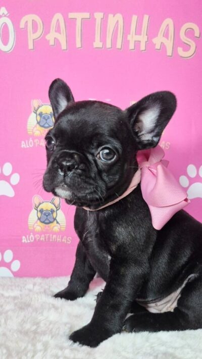 💓 Buldogue Francês na pelagem preta: beleza, saúde e excelência! 🐾 Apresentamos nossos filhotes com todo cuidado e responsabilidade que a raça merece: ✔️ Pedigree garantido ✔️ Atestado de saúde emitido por veterinário ✔️ Contrato de aquisição com segurança jurídica ✔️ Enxoval VIP exclusivo Alô Patinhas ✔️ Atendimento com amor, ética e transparência ✔️ Mais de 15 anos de experiência especializada na raça