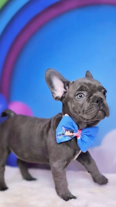 🚨 Nossos filhotes recebem todo o cuidado necessário para chegarem até você com saúde e qualidade! 🌟💉🧬🧑‍⚕️ Cada filhote São acompanhados pelas seguintes documentações: ✅ Vacinação e vermifugação em dia ✅ Exames de saúde completos ✅ Pedigree para garantir a pureza da linhagem ✅ Microchip para identificação segura ✅ Início do treinamento no jornalzinho, facilitando a adaptação ✅ Contrato de compra e venda com todas as garantias de saúde ✅ Atestado de saúde assinado pelo veterinário ✅ Hemograma para assegurar bem-estar e vitalidade