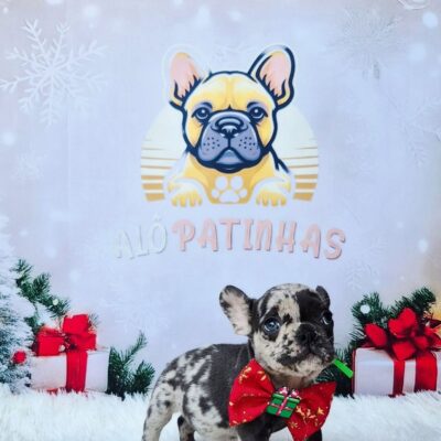 🚨 No Alô Patinhas, cada filhote é entregue com todo o cuidado, amor e respaldo necessários para garantir sua saúde e bem-estar. 🐶💖 📋 Acompanhamento completo e documentação em dia: ✅ Carteira de vacinação e vermifugação atualizadas ✅ Exames de saúde + hemograma completo ✅ Atestado veterinário de saúde ✅ Microchip de identificação ✅ Registro com pedigree ✅ Contrato com garantias de saúde ✨ Transparência, segurança e muito amor em cada nova história que começa aqui. 💕🐾