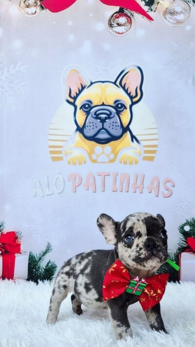 🚨 No Alô Patinhas, cada filhote é entregue com todo o cuidado, amor e respaldo necessários para garantir sua saúde e bem-estar. 🐶💖 📋 Acompanhamento completo e documentação em dia: ✅ Carteira de vacinação e vermifugação atualizadas ✅ Exames de saúde + hemograma completo ✅ Atestado veterinário de saúde ✅ Microchip de identificação ✅ Registro com pedigree ✅ Contrato com garantias de saúde ✨ Transparência, segurança e muito amor em cada nova história que começa aqui. 💕🐾