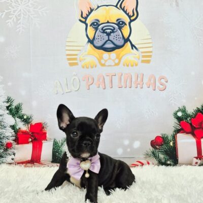 Ela é criada com todo amor, acompanhamento veterinário e vai para o novo lar com: 💉 Vacinas e vermifugação em dia 📋 Exames + atestado de saúde 🐶 Pedigree + microchip 👜 Enxoval completo 📰 Treinamento no jornalzinho 🤝 Contrato com garantia de saúde Pronta para ser sua melhor companhia 💖 Chama no direct e garanta sua filhota exclusiva!