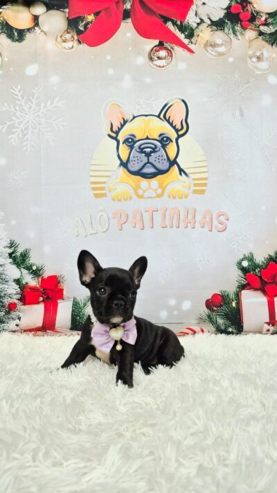 Ela é criada com todo amor, acompanhamento veterinário e vai para o novo lar com: 💉 Vacinas e vermifugação em dia 📋 Exames + atestado de saúde 🐶 Pedigree + microchip 👜 Enxoval completo 📰 Treinamento no jornalzinho 🤝 Contrato com garantia de saúde Pronta para ser sua melhor companhia 💖 Chama no direct e garanta sua filhota exclusiva!